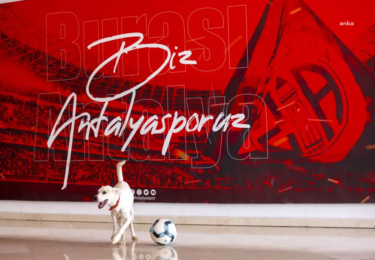 Antalya’da Sokak Köpeği Antalyaspor’un Yeni Sahibi Oldu