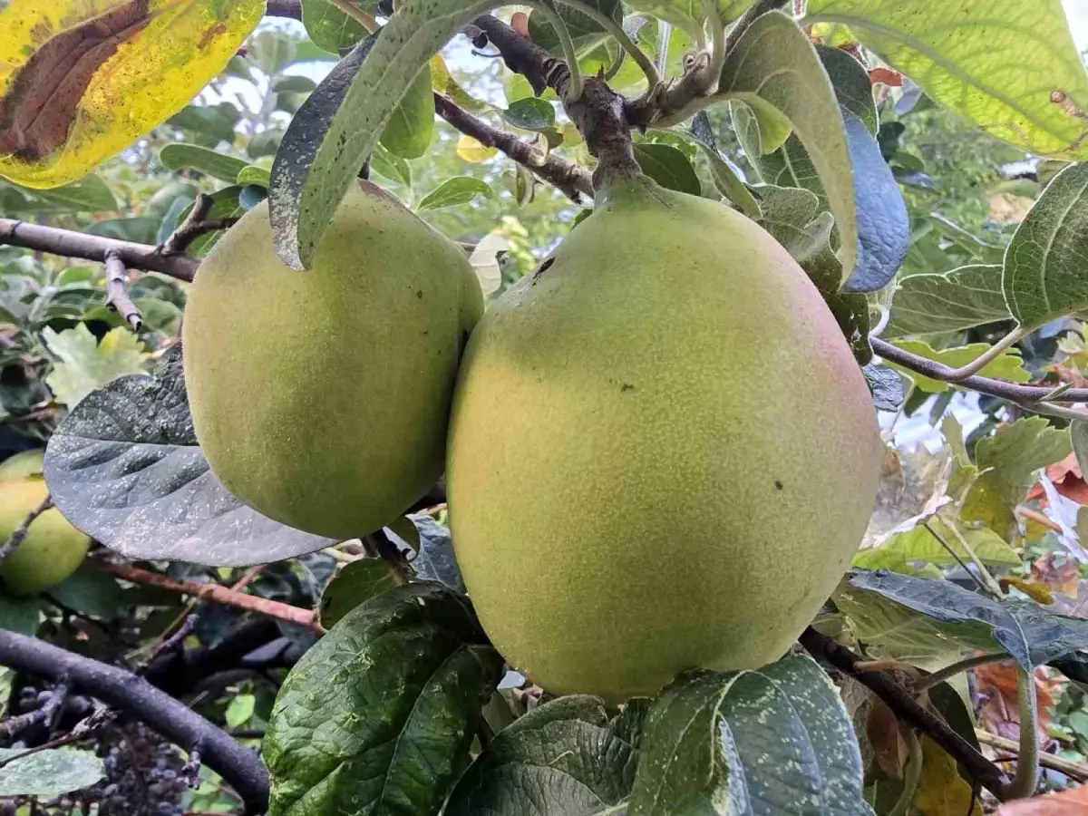 Elma Fidanından Armudun Elma Tadı