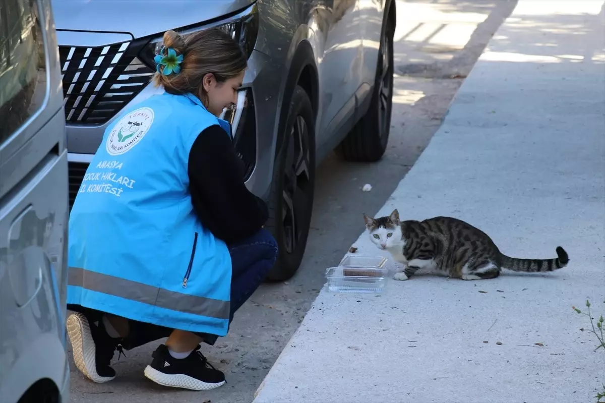 Öğrencilerden Sokak Hayvanlarına Destek