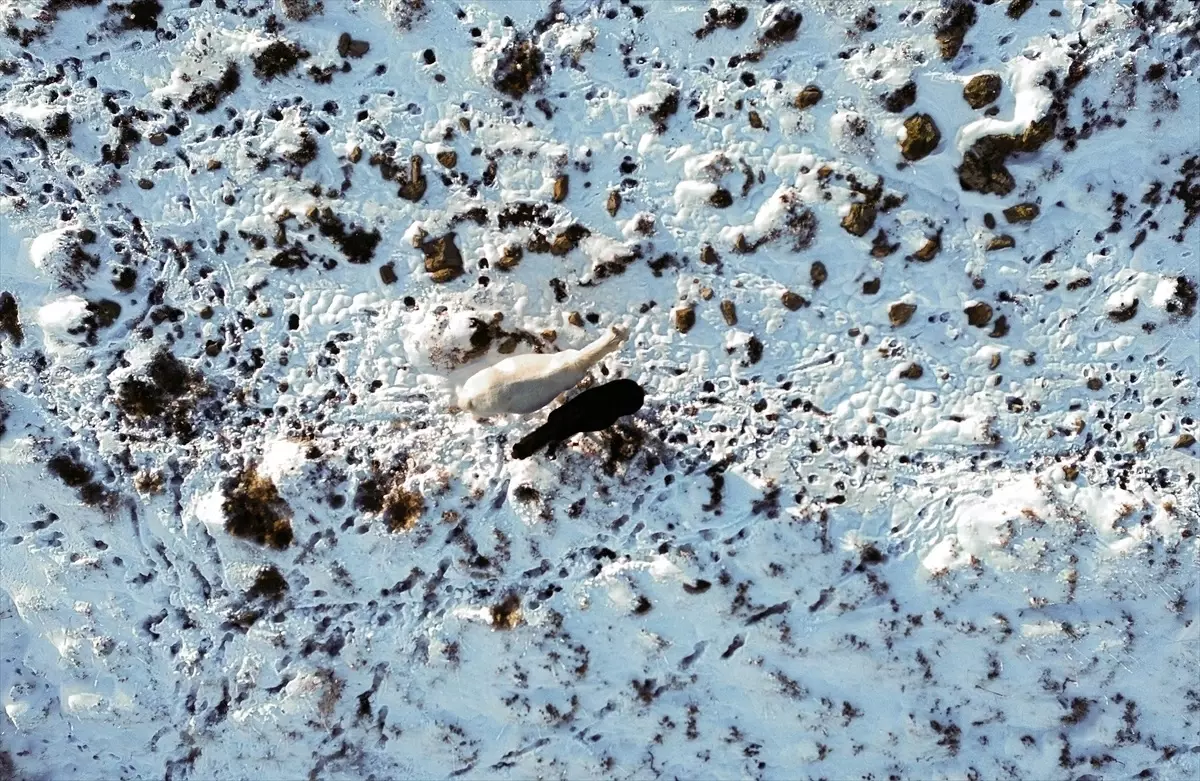 Yılkı Atları Havadan Görüntülendi