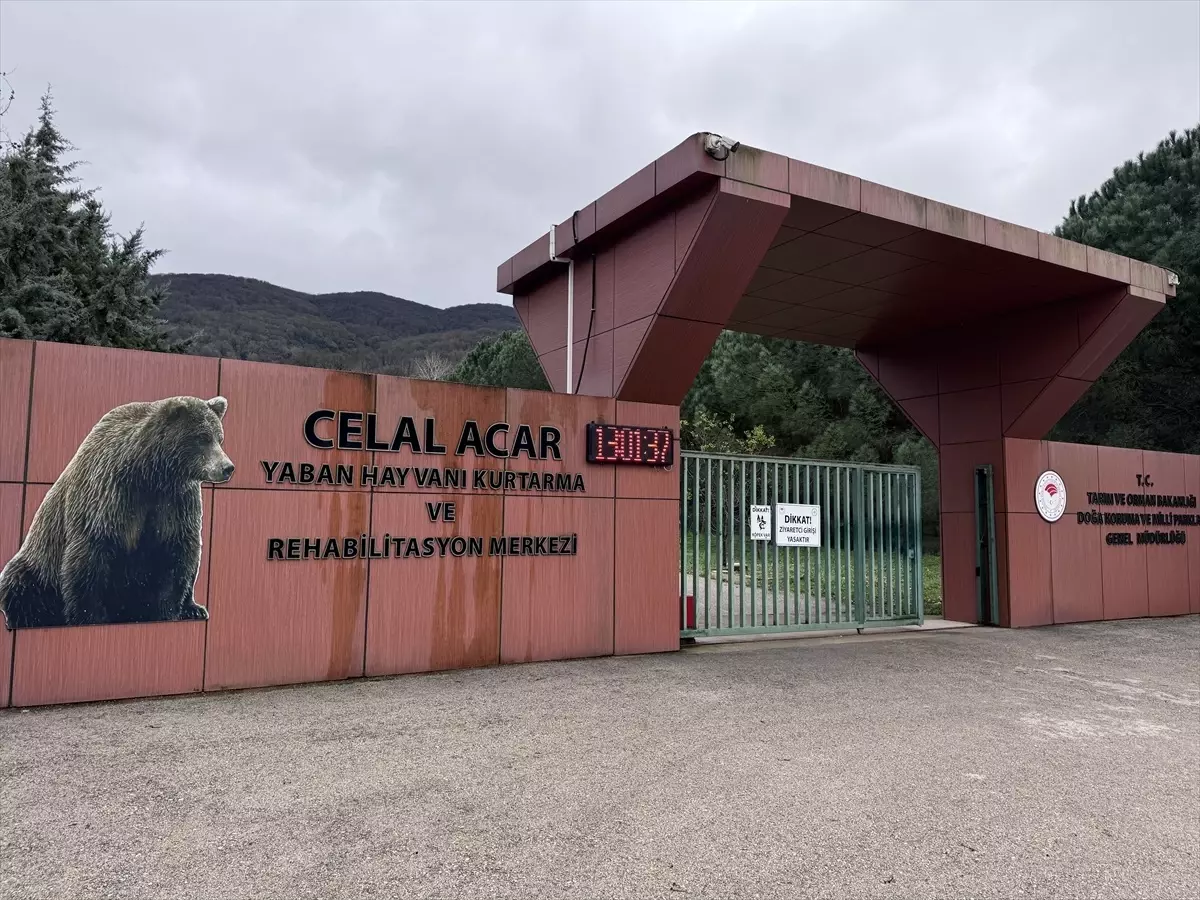 Karacabey’de Kaçan Ayı Yakalanıyor